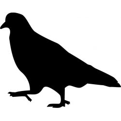 Oiseau Pigeon - Sticker autocollant